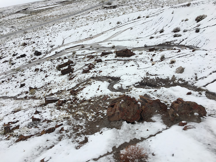 Petrified Forest National Park